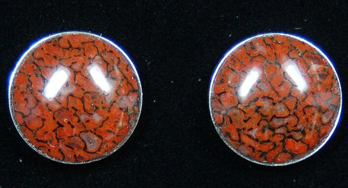 Dark Red, Polished Dinosaur Bone (Gembone) Post Earrings #54098